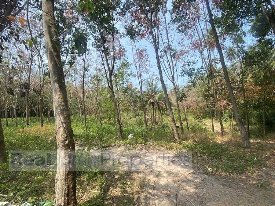 1,464 Sqm of Garden View Land, Thong Krut
